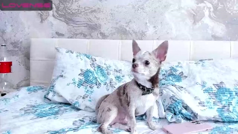 Kateumaru Model Profile - TsRecs